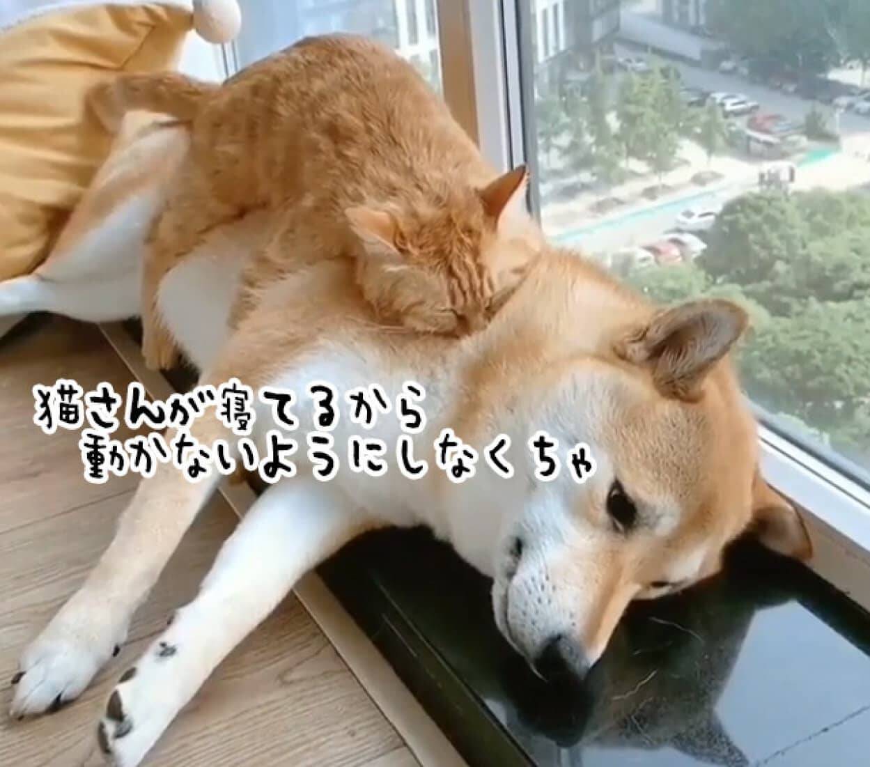 猫の肉布団となった柴犬 猫の安眠を邪魔しないように気を遣う 21年7月9日 エキサイトニュース