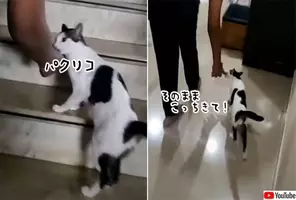 世界最小の猫種 サビイロネコ の赤ちゃんが生まれたよ イギリス 年5月7日 エキサイトニュース 世界最小の猫種 サビイロネコ の赤ちゃんが生まれたよ イギリス 年5月7日 エキサイトニュース