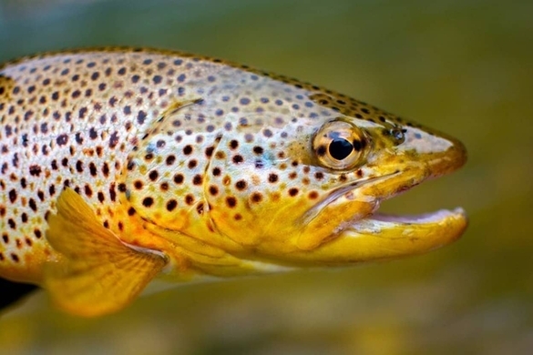 陸上を歩くことが可能な魚が少なくとも11種いることが判明 タイ 年9月14日 エキサイトニュース