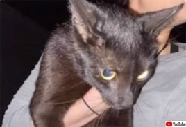 フロリダのマンション崩落事故で行方不明だった猫が約2週間後に無事発見！【うれしいニュース】