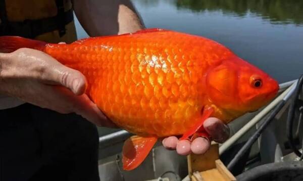 巨大化した金魚が続々と発見 湖や川に捨てた金魚が生態系を脅かす事態に 21年7月15日 エキサイトニュース 巨大化した金魚が続々と発見 湖や川に捨てた金魚が生態系を脅かす事態に 21年7月15日 エキサイトニュース