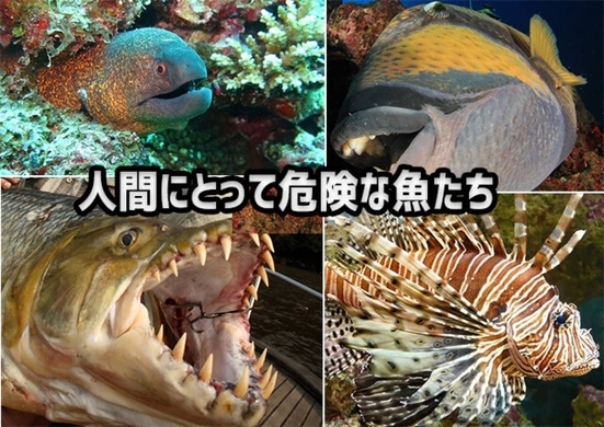 陸上を歩くことが可能な魚が少なくとも11種いることが判明 タイ 年9月14日 エキサイトニュース