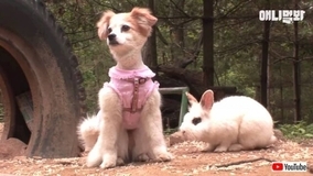 ウサギと犬はソウルメイト？散歩の途中で出会った2匹、いつか親友同士になる