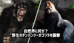 自然界に何が？野生のチンパンジーが群れでゴリラを襲い子供を殺害するという事件が発生