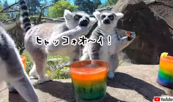 キンッキンに冷えてやがるぜ！キツネザルたちのアイスキャンディーパーティー