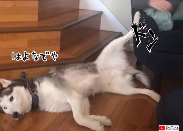 ハスキーは撫でられたい 腹だし足ドンで飼い主に催促しまくる態度 21年7月27日 エキサイトニュース ハスキーは撫でられたい 腹だし足ドンで飼い主に催促しまくる態度 21年7月27日 エキサイトニュース