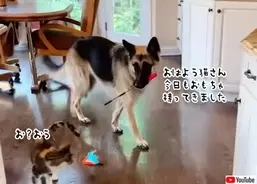 壊したおもちゃを直してもらった犬 続く展開に爆笑 我が家でも起きた 21年7月26日 エキサイトニュース