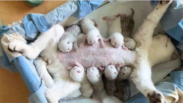 がんばれお母さん 8匹の子猫に平等にお乳を与える母猫の授乳スタイル 21年7月30日 エキサイトニュース