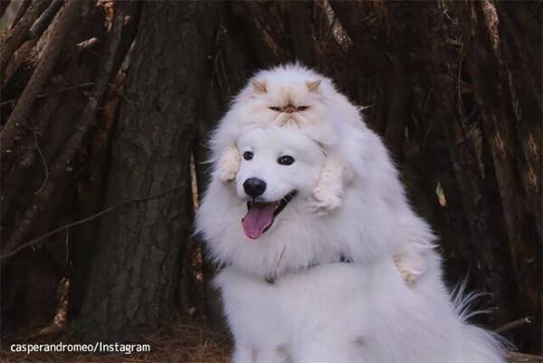 不機嫌顔の猫と笑顔満面の犬のナイスコンビ 白い2匹が溶けて交じり合うハッピーライフ 21年7月30日 エキサイトニュース 不機嫌顔の猫と笑顔満面の犬のナイスコンビ 白い2匹が溶けて交じり合うハッピーライフ 21年7月30日 エキサイトニュース