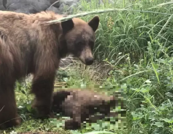 車にはねられ命を落とした我が子のそばで、悲しみの鳴き声をあげる母グマの姿