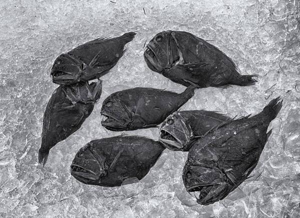 ベンタブラック並みの光吸収率 漆黒の闇に溶けて生きる超黒の深海魚たち 21年8月9日 エキサイトニュース