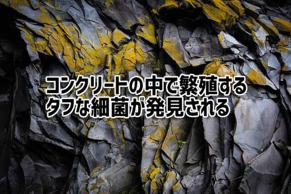 コンクリートの中で繁殖するタフな細菌が発見される ひび割れの修復に利用できるかも 2021年8月11日 エキサイトニュース