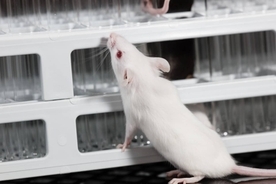 若者の便を移植することで、脳と免疫機能が若返ることをマウスの実験で証明
