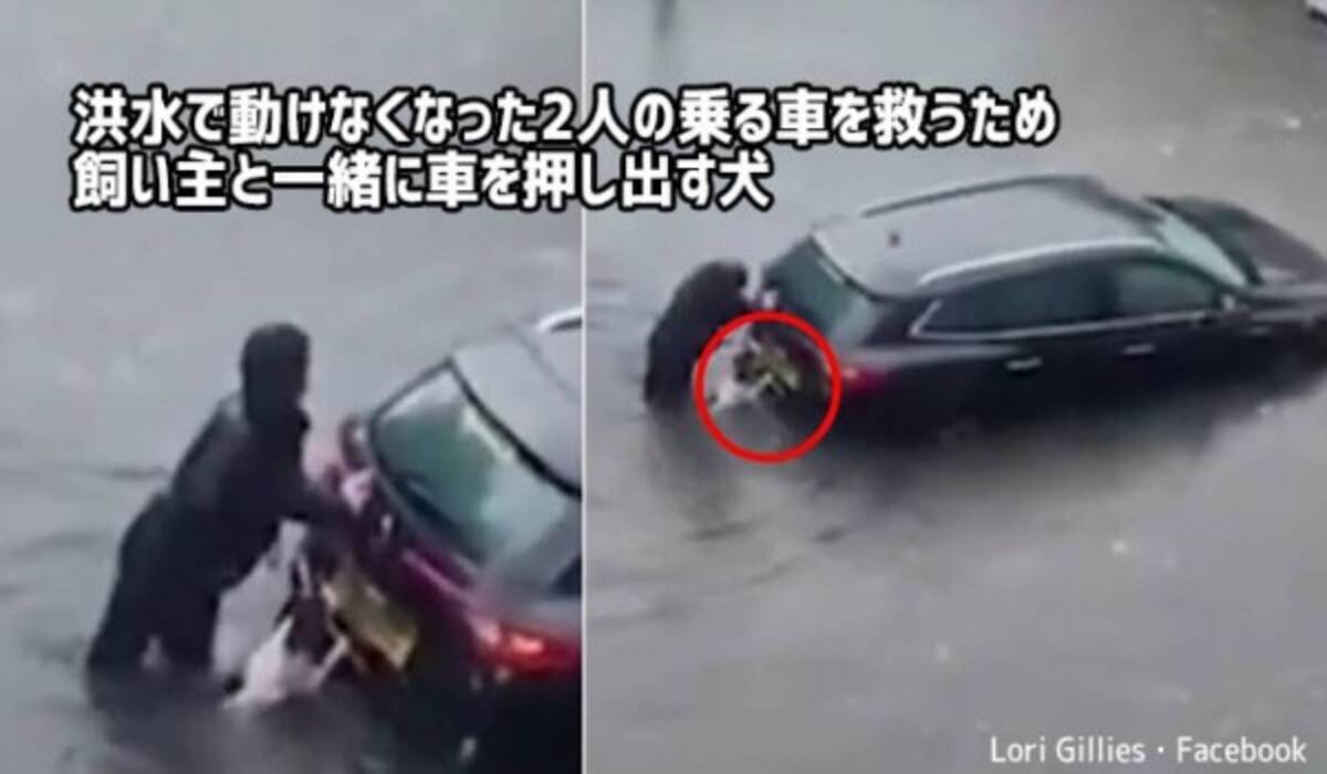 洪水で身動きできない人を助ける為 水浸しになりながら飼い主と共に車を押す勇敢な犬 21年8月15日 エキサイトニュース