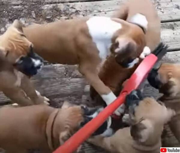 お掃除ができないのにニヤニヤする動画 ほうきにじゃれつく大量の子犬たち 2021年8月17日 エキサイトニュース