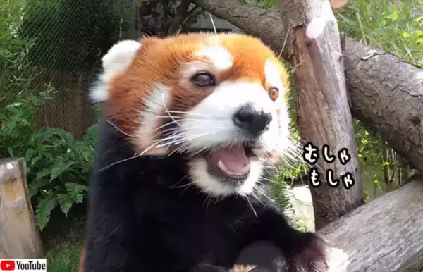 ただただカワイイ！レッドパンダがひたすら食べている動画は癒し効果絶大かも