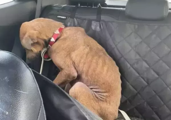 人に怯え、目を合わせることができなかった保護犬。運命の飼い主と出会い、心を開くまでの物語