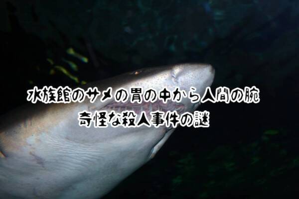 未解決事件簿 水族館のサメが吐き出した人間の腕で発覚した奇怪な殺人事件の謎 21年8月21日 エキサイトニュース