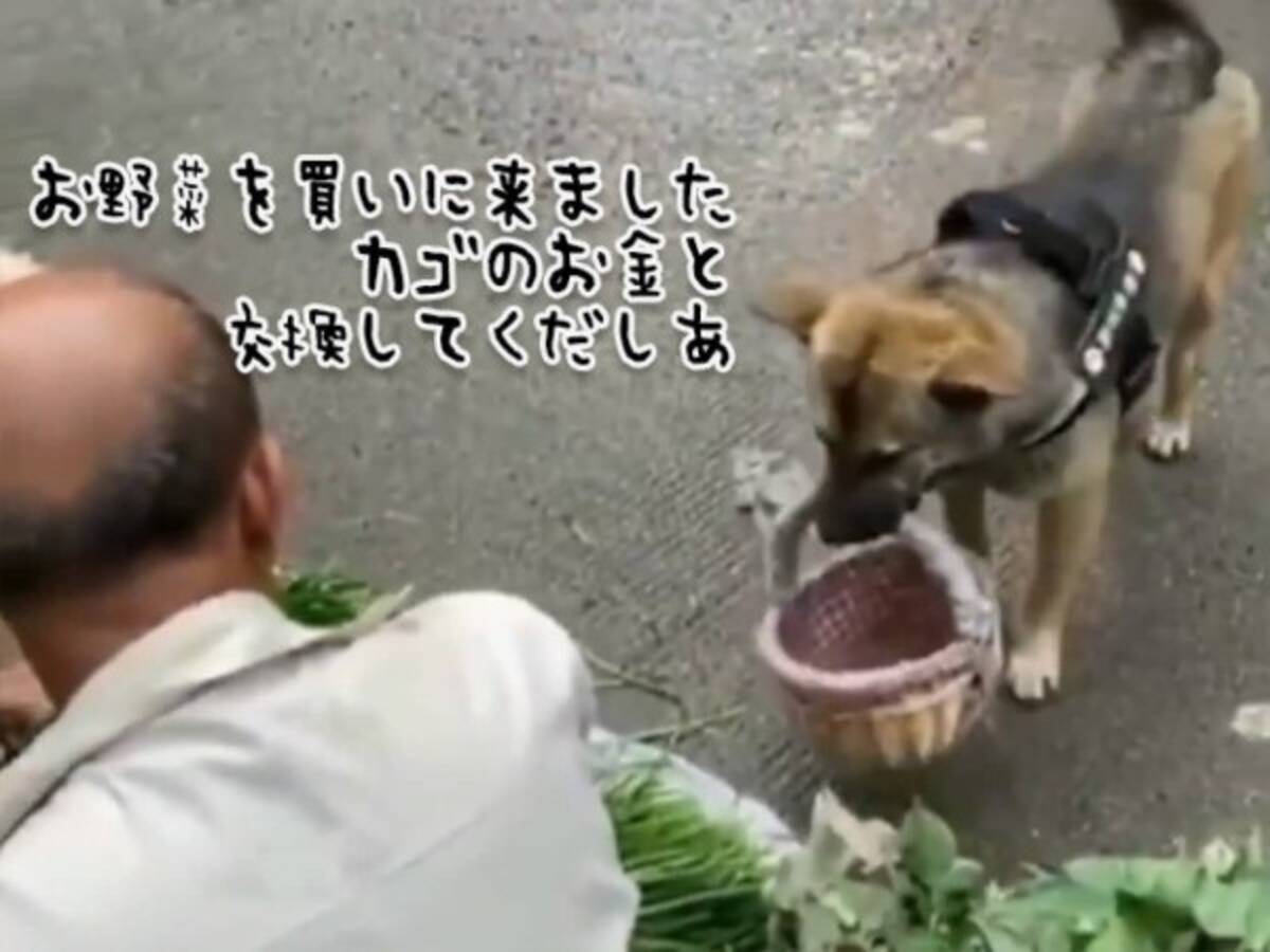 お使いワンコ 籠をくわえてお野菜を買いに来てじっと待つ 野菜を入れてもらって無事帰る 21年8月28日 エキサイトニュース お使いワンコ 籠をくわえてお野菜を買いに来てじっと待つ 野菜を入れてもらって無事帰る 21年8月28日 エキサイトニュース