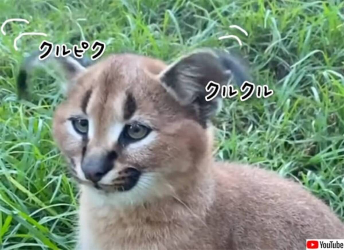 疲れてる カラカルキャットの耳クルクルを見て英気を養おう 21年8月24日 エキサイトニュース