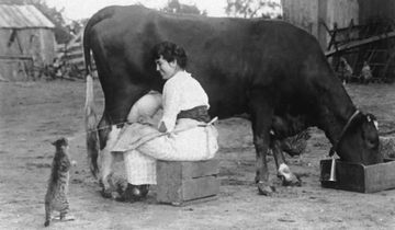 搾りたての牛乳をダイレクトキャッチ！100年前は牛から直接猫にミルクを与えていたた