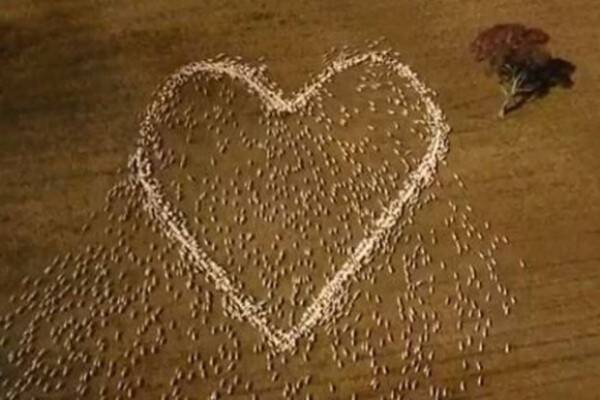 数百頭の羊で大きなハート 新型コロナ閉鎖で叔母の葬儀に行けなかった男性の追悼メッセージ 21年8月31日 エキサイトニュース