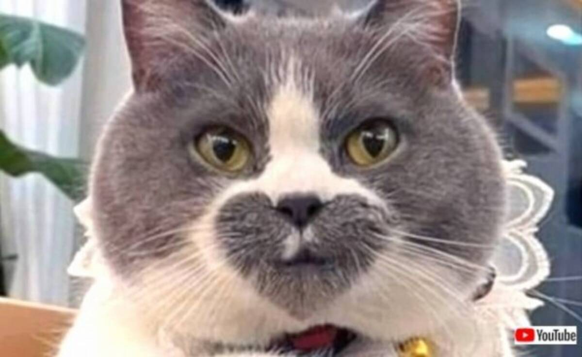 これは可愛い 珍しい オンリーワンな見た目を持つ猫たちをいろいろ詰め合わせてみた 21年8月29日 エキサイトニュース