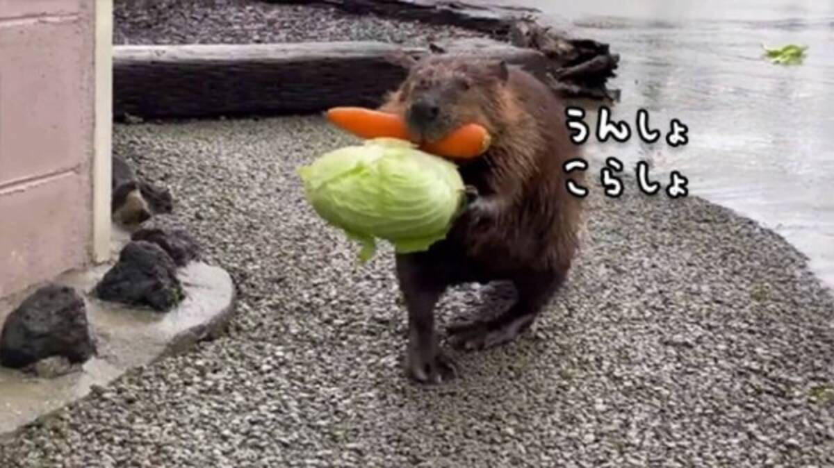 両方諦められない 食いしん坊のビーバー 抱えきれないほどの野菜をお持ち帰り 21年9月1日 エキサイトニュース