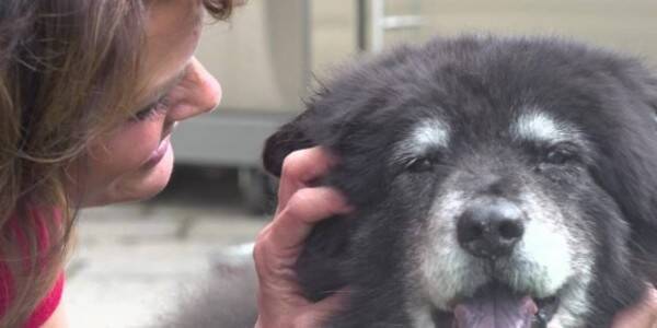 ハリケーン・カトリーナを生き延びた17歳の老犬の物語