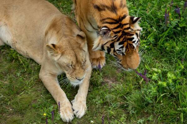 アメリカの動物園でライオン トラ ゴリラなど種の動物たちのコロナワクチン接種が始まる 21年9月6日 エキサイトニュース