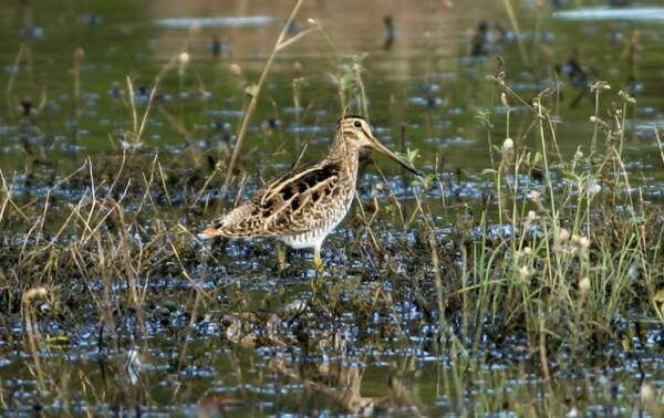 日本 オーストラリア間をノンストップで5日間飛び続ける渡り鳥 オオジシギの超絶苦難の旅 21年9月15日 エキサイトニュース