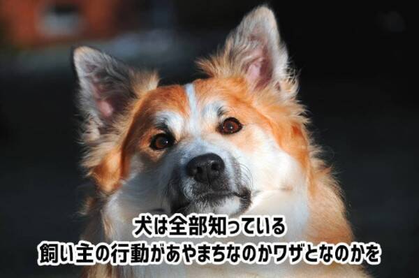 犬は飼い主の行動が過ちなのか ワザとだったのかを見抜くことができる 21年9月8日 エキサイトニュース