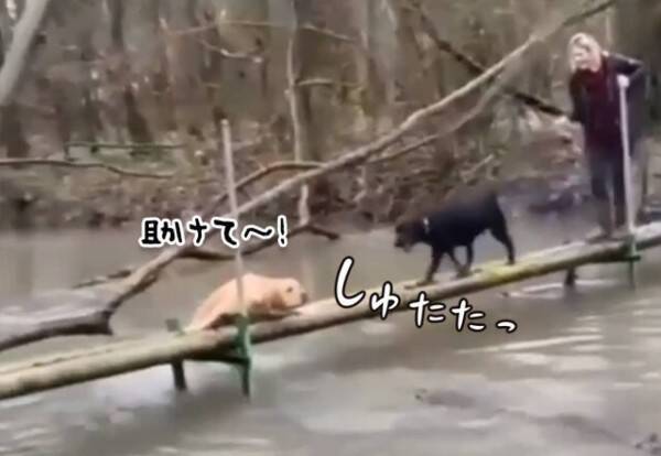 これは美談ではない 今にも落ちそうな犬に黒い犬が駆け寄ってきた その結末はこの後すぐ 21年9月10日 エキサイトニュース