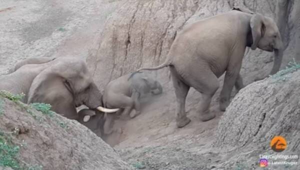 象のリーダーは仲間思い 川岸を登れない赤ちゃん象を牙でやさしく支えて助けてあげる 21年9月16日 エキサイトニュース 象のリーダーは仲間思い 川岸を登れない赤ちゃん象を牙でやさしく支えて助けてあげる 21年9月16日 エキサイトニュース