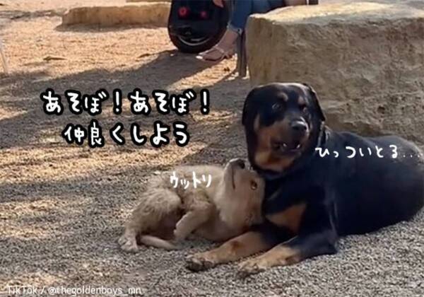 カッコイイ 公園で一番大きい犬と仲良しになりたいゴールデンレトリバーの子犬が猛烈アタック 21年9月21日 エキサイトニュース