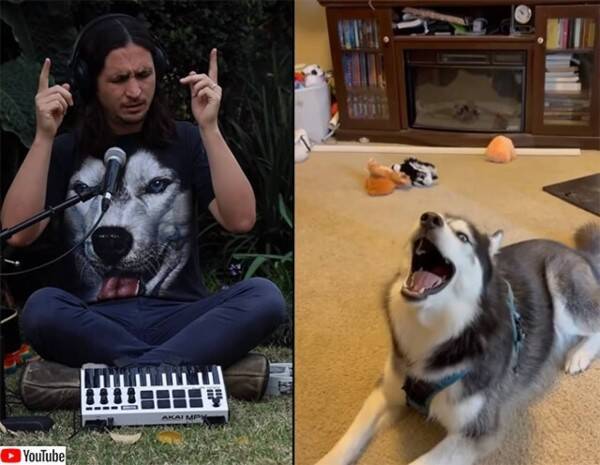今度は歌うハスキー犬とコラボ いい感じのリミックス曲が完成 21年9月14日 エキサイトニュース