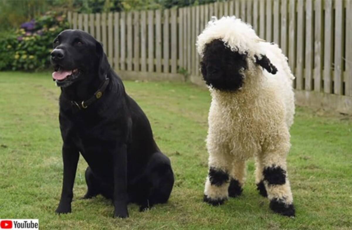 世界一かわいい羊を飼ったところ犬化が進んで犬のようにふるまうように 21年9月17日 エキサイトニュース