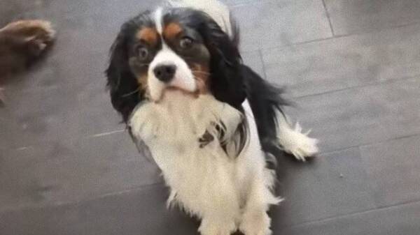 キャバリアのランボさん お家の中で見事なとってこい遊びをしてみせる その瞳がかわいくて美しくて心打たれる 21年9月15日 エキサイトニュース