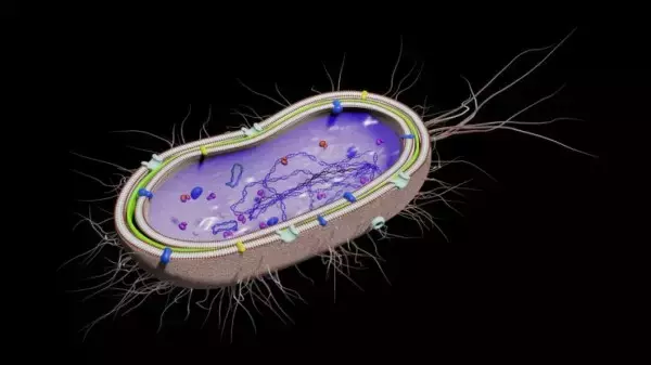 大腸菌から防弾チョッキよりも強力な人工筋肉の繊維を作り出すことに成功