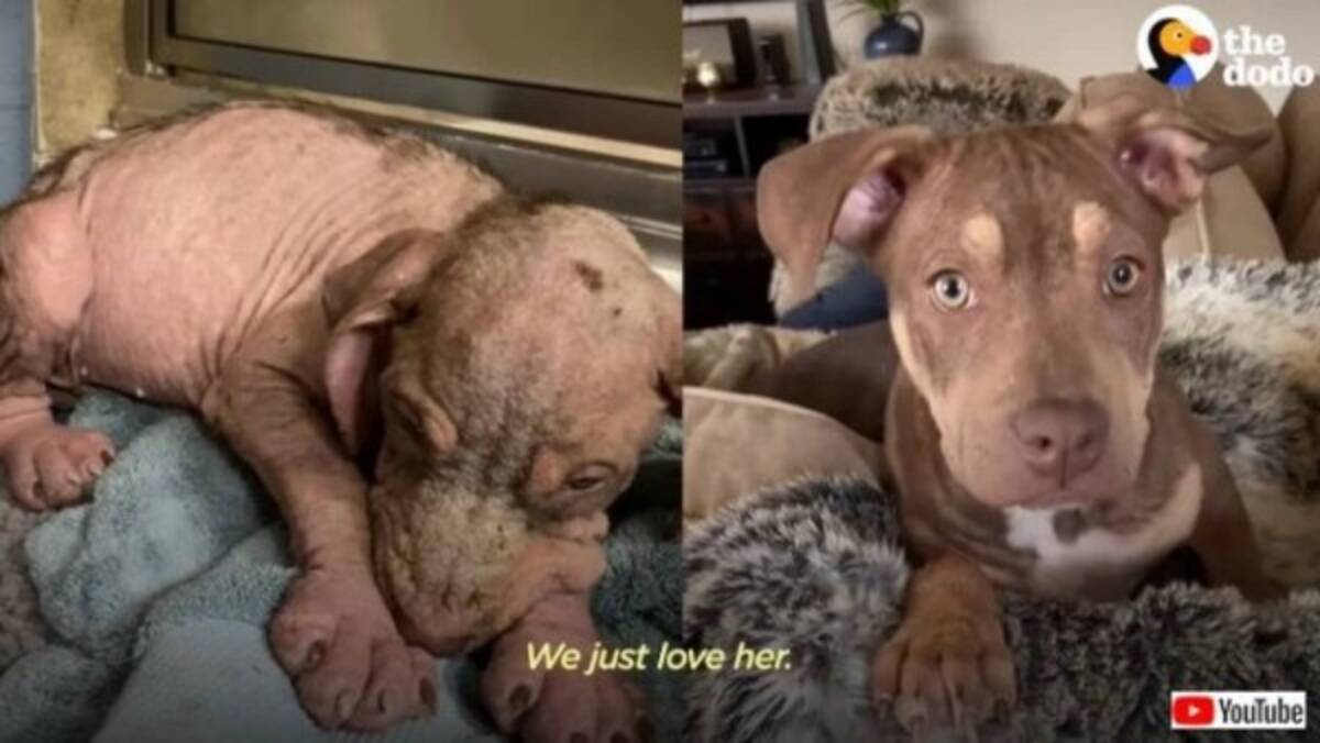 愛を知らずに震えていた子犬 献身的な手当てを受けて最高にハッピーなわんこに変身 21年9月19日 エキサイトニュース