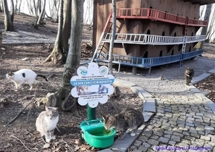 猫の国トルコには、ホームレス猫専用の素敵な宿泊施設が複数存在する
