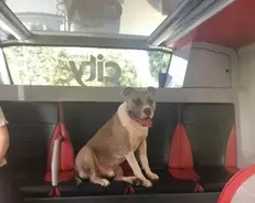 この人たちがママンを探してくれる 迷子の子象 人間たちの後をついていき 家族と再会 21年10月14日 エキサイトニュース