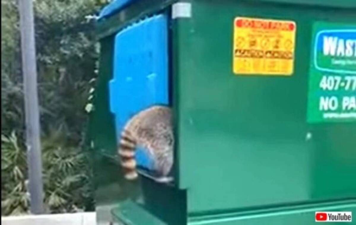 アライグマがゴミ箱を漁ってる 思わず声をかけた撮影者さんに起こったハプニングとは 21年9月26日 エキサイトニュース