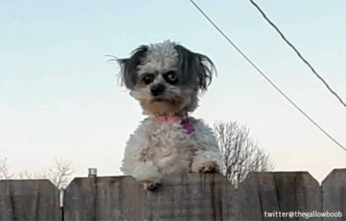 鬼犬かな フェンスの上から鬼の形相でにらみつける犬 21年9月28日 エキサイトニュース