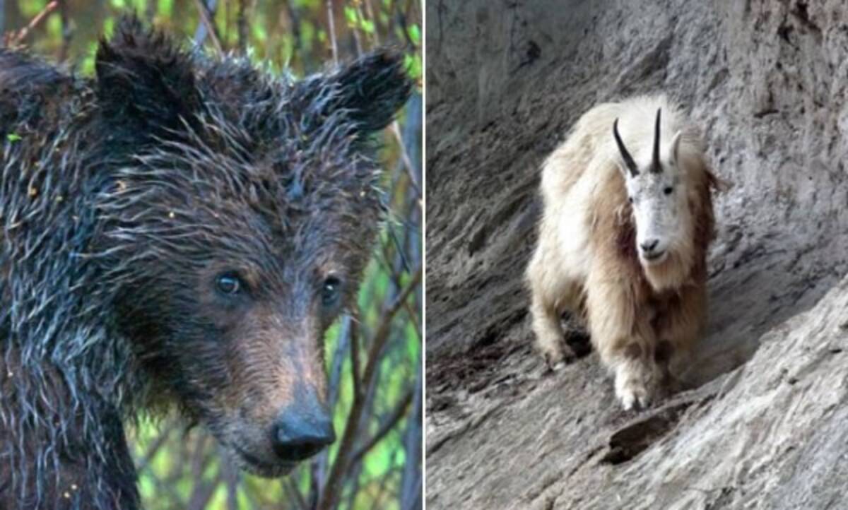 ヤギがクマを倒す 角で致命傷を負わせ返り討ち 21年9月30日 エキサイトニュース