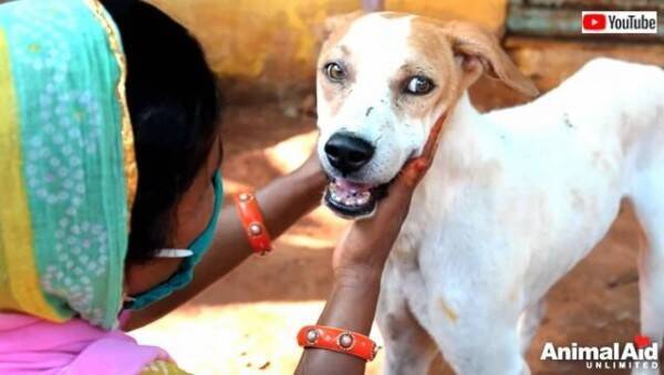 Animal Aid ヒョウに襲われて大ケガをした犬 村人たちとスタッフの献身で元気になる ケガ閲覧注意 21年10月8日 エキサイトニュース