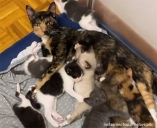 3匹の子猫と一緒に保護された野良の母猫、すぐに8匹の子猫を出産し12匹の大家族に