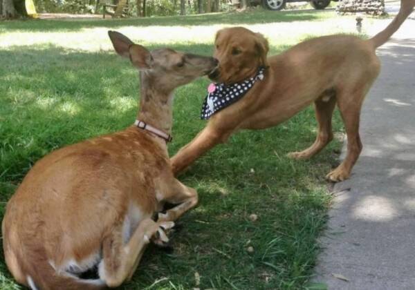 孤児となった鹿が家族に救われ 飼い犬と11年に及ぶ特別な友情を築く関係に 2021年10月17日 エキサイトニュース