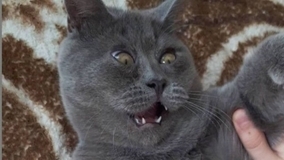 この表情がデフォルトです。びっくり顔の猫フェディアさん、SNSで一躍人気者に