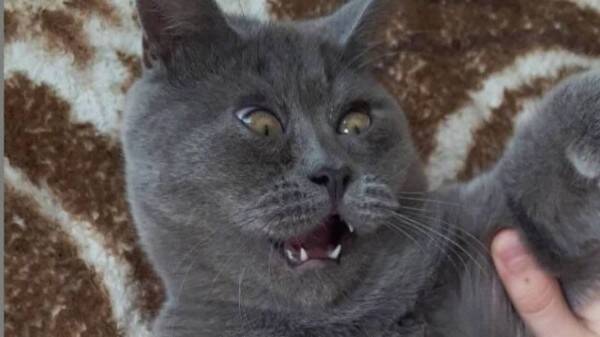この表情がデフォルトです びっくり顔の猫フェディアさん Snsで一躍人気者に 21年10月19日 エキサイトニュース